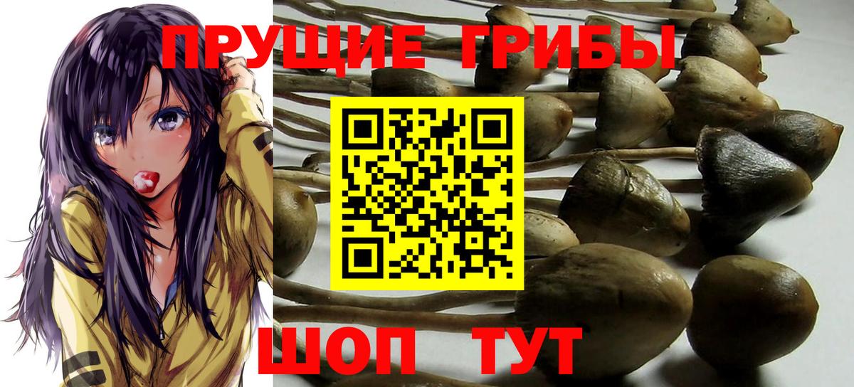 Большой Камень  Псилоцибиновые грибы Psilocybine cubensis  Вход с VPN  Галлюциногенные грибы Magic Shrooms 